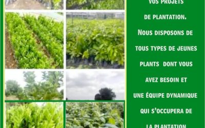 AGRI GROUP TOGO VOUS PROPOSE D’AMÉNAGER NOTRE ÉCOSYSTÈME ET GARANTIR VOTRE AVENIR FINANCIER