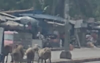 DIVAGATION DE BÊTES : DE LA NÉCESSITÉ DE DISCIPLINER LA SORTIE DES BÊTES À ADAKPAMÉ (LOMÉ)