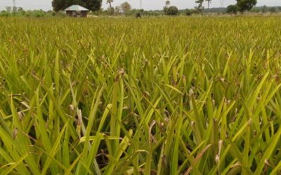 VO/TCHADOME-SAGADA : LA CULTURE D’ANANAS, UNE INITIATIVE À ENCOURAGER DANS CETTE LOCALITÉ…