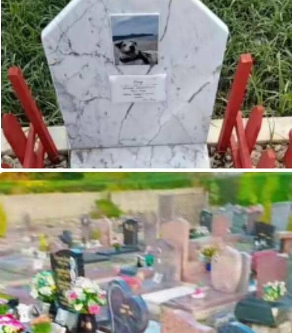 TOGO – FAUT-IL CRÉER UN CIMETIÈRE POUR ANIMAUX ? LE DÉBAT EST LANCÉ